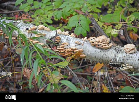 Fallen tree with fungi Stock Photo - Alamy