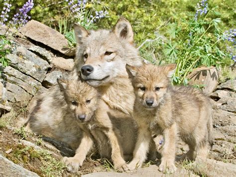 Gray mother wolf sun bathes with her cubs in the forest - World Animal News