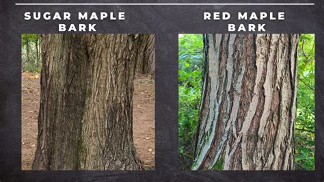 Maple Tree Identification – A Complete Guide – GrowIt BuildIT