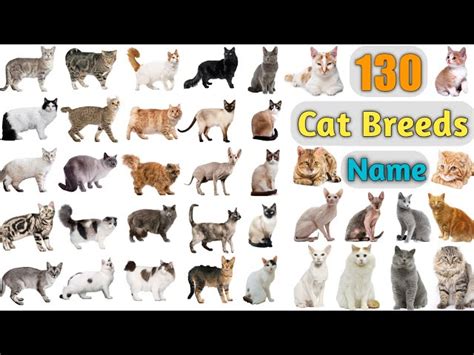 Types Of Cats With Names