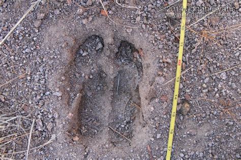 Mammal Tracks – NatureTracking.com | Mammals, Track, Wildlife