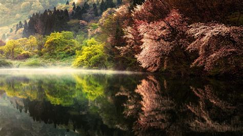 Tall Trees Reflecting On Calm Body Of Water In Landscape Photography 4K HD Nature Wallpapers ...