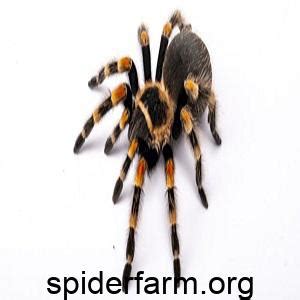 Spiders and how they reproduce - spiderfarm.org