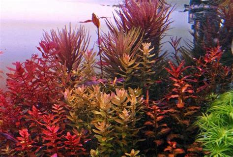 7 Best Low Light Aquarium Plants in 2024 - Reviews & Top Picks | Pet Keen