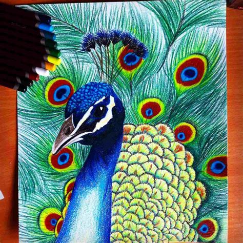 Peacock Drawing With Colour at PaintingValley.com | Explore collection ...