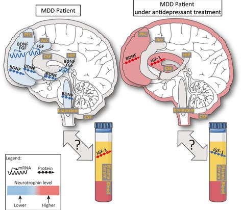 Neurotrophin level changes observed in MDD patients with or without ...