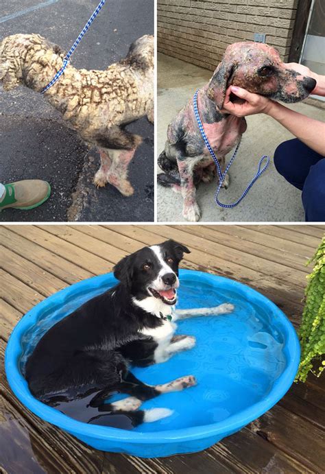 30 Incredible Before & After Rescue Dog Transformations Show What Love Can Do | Bored Panda