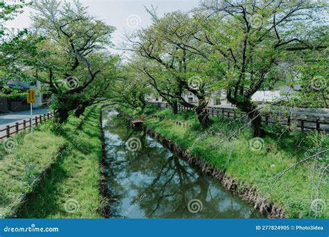 Japanese Cherry Blossom Viewing Spots at Shingashi River in Kawagoe ...