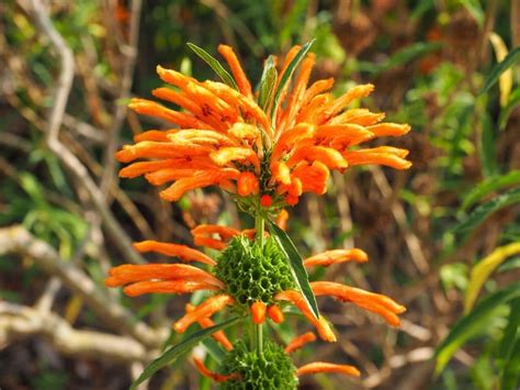 How To Grow and Care for Leonotis leonurus (Wild Dagga) | Florgeous