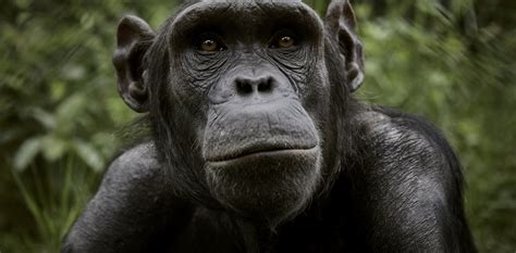 Chimpanzees once helped African rainforests recover from a major collapse