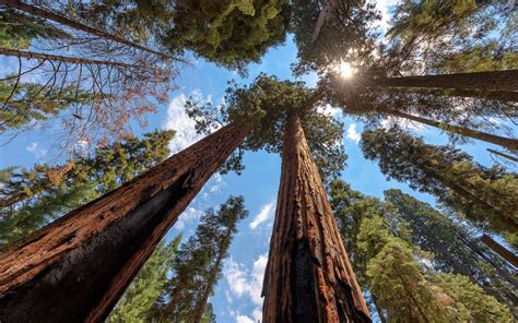 Quel est le plus grand arbre du monde ? | Sequoia sempervirens, Arbre, Sequoia