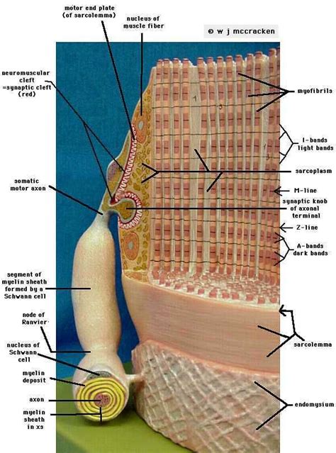 Sarcomere | Skin model, Human anatomy and physiology, Muscle anatomy