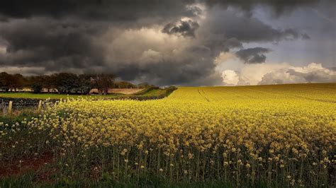 #411099 4K, clouds, sky, outdoors, field, Agro (Plants), plants, nature - Rare Gallery HD Wallpapers