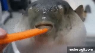 Puffer fish Eating a Carrot (Meme) on Make a GIF