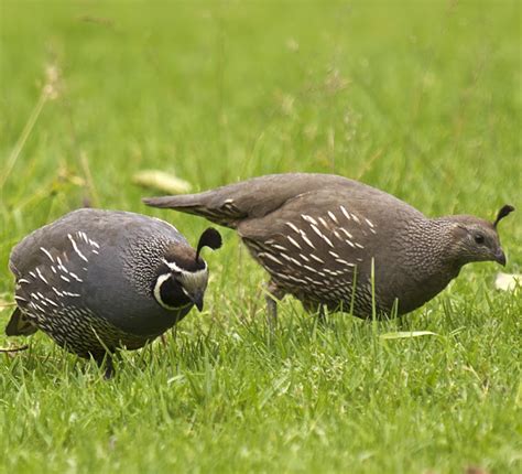 Breeding Quail: Easy And Simple Steps For Beginners