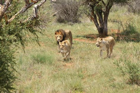 Pride of lions, Africa stock photo. Image of lioness - 104233196