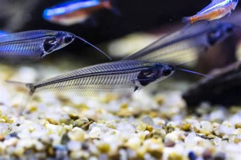 Glass Catfish • Care Guide (Tank Setup, Mates & Diet)