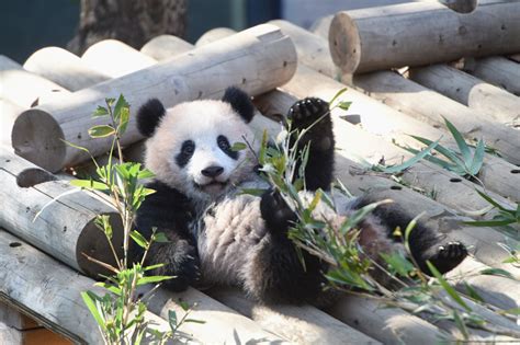 3/20上野動物園無料開園日のジャイアントパンダ母子観覧は、事前申込・抽選制です（※申込の受付を終了しました） ｜ 東京ズーネット