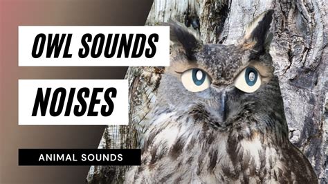 Owl Sounds Noises - 1 minutes - owl sound effect - different owl sounds * high quality * - YouTube