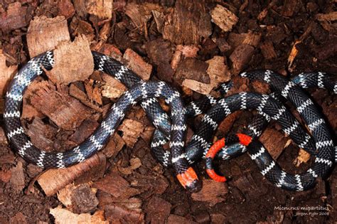 The Most Common Myths About Coral Snakes | The Venom Interviews