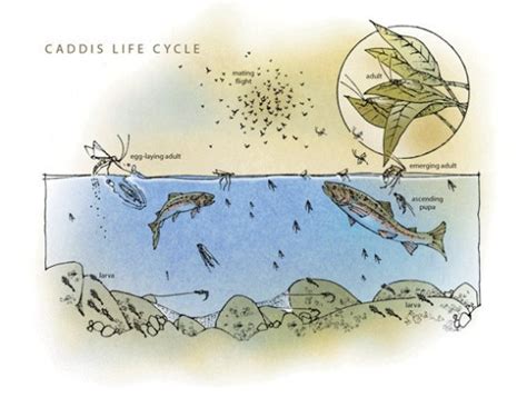 The Life of the Caddis & Fly Selection