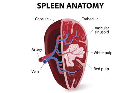 Spleen Anatomy and Function