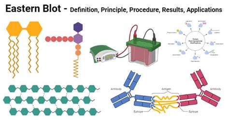 Eastern Blot- Definition, Principle, Steps, Results, Applications