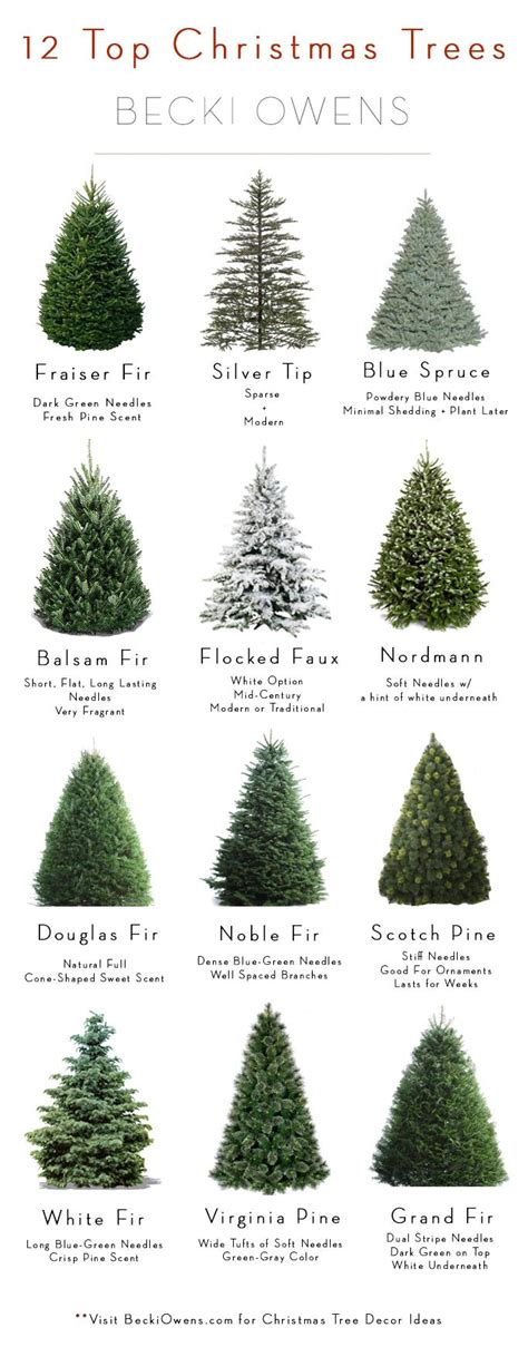 12 Types Of Christmas Trees : r/coolguides