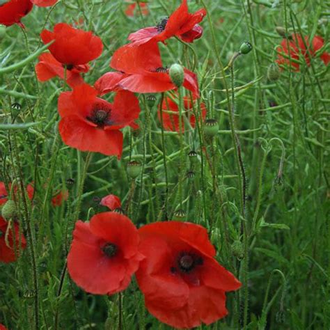 Buy POPPY Red Flanders, Papaver rhoeas, seed – Australian Seed