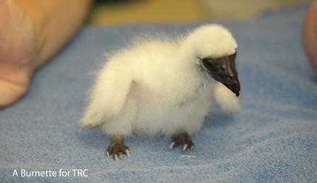 Awwwwwwww, baby turkey vulture! theraptorcenternews.blogspot.com ...