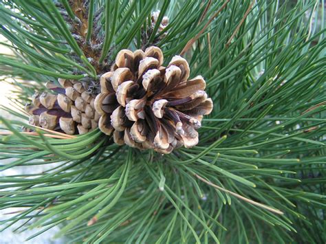 pine cone Free Photo Download | FreeImages