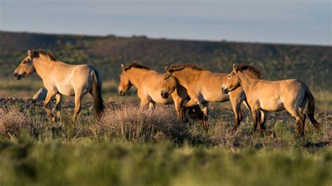 Przewalski’s horse – Zoo Berlin