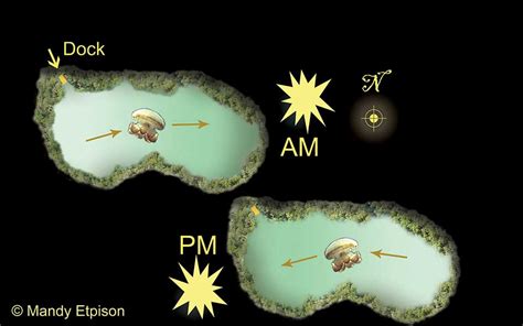 Jellyfish Lake - Coral Reef Research Foundation