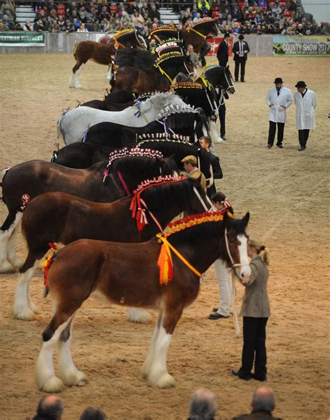 Hundreds gallop to Shire horse show | Express & Star