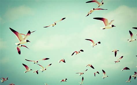 Bird In Flight Wallpapers - Wallpaper Cave