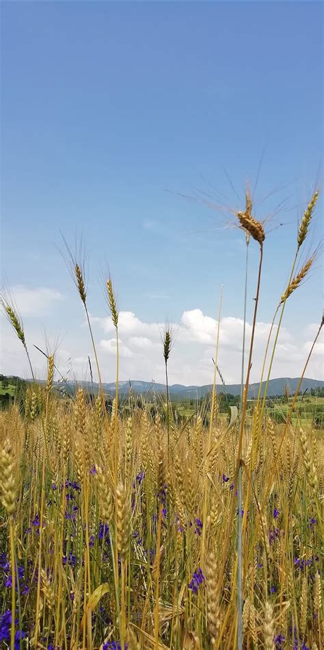 Psenica-wheat, hleb, kovacevo, majka, novi pazar, priroda, rodna gruda ...