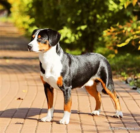 Entlebucher Mountain Dog Breed Information, Pictures, Characteristics ...