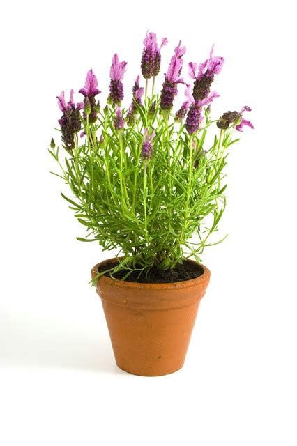 Indoor Lavender Plant Care - The Girl with a Shovel