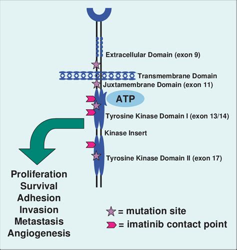 Tyrosine Kinase Structure