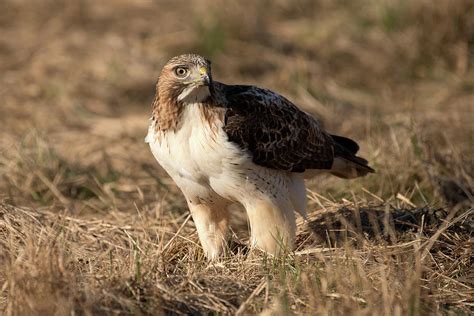 Red tailed hawk hunting 4 Photograph by Randy Zilenziger