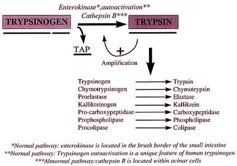 【enterokinase】什么意思_英语enterokinase的翻译_音标_读音_用法_例句_在线翻译_有道词典