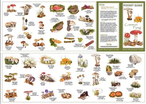 examples of fungi