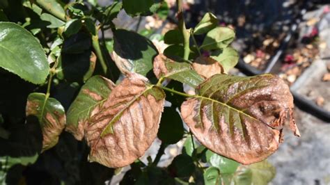 Rose Tip - Leaf Burn Rose, Symptoms, Causes & Cures - YouTube