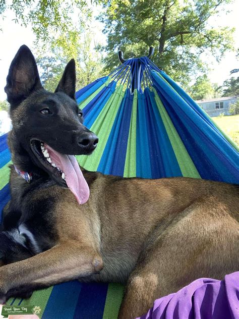 Belgian Malinois for Mate - Stud Dog in Texas, Malaysia | Breed Your Dog