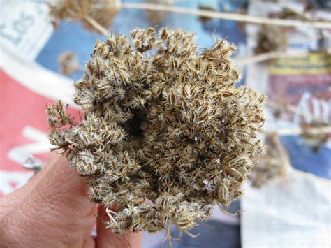 Saving Carrot Seeds - Gardenerd