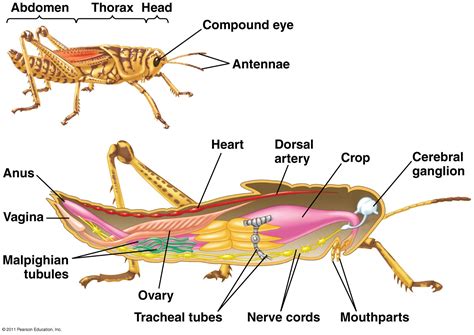 Biology: Insect evolution