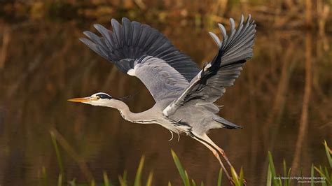 HD wallpaper: Grey Heron in Flight, Hesse, Germany, Birds | Wallpaper Flare