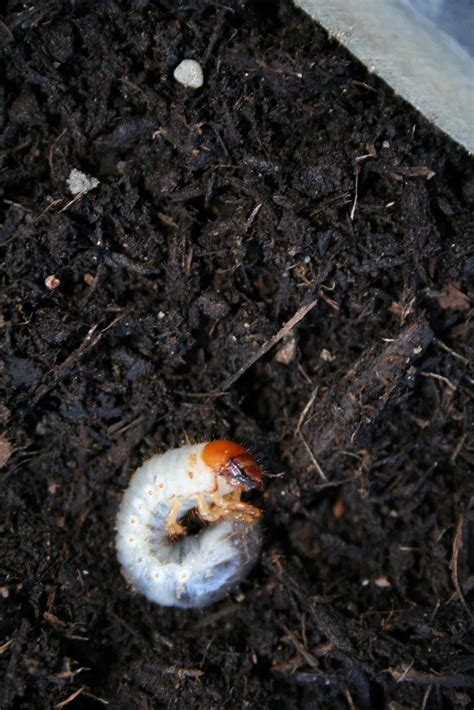 What Are White Grubs? - Home Garden Joy