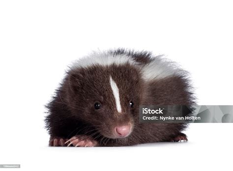 Brown Skunk On White Background Stock Photo - Download Image Now ...