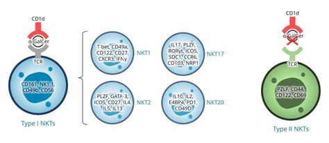 A Guide to Natural Killer T Cell Markers | Biocompare: The Buyer's Guide for Life Scientists